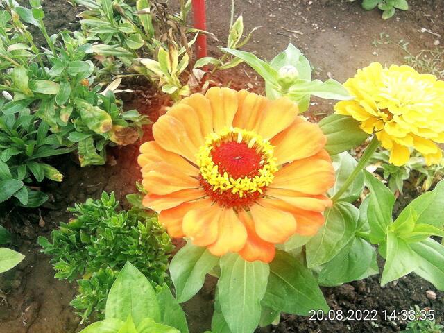 Zinnien - 21.8.2022 !!! Gartenschau - Sonntagsbilder   Temperaturen: Früh 6:18 18,3 Grad / 11:25h 20° / 13:16 h 22, 9° plus