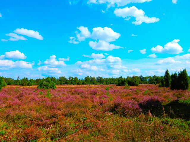 Die Heide blüht