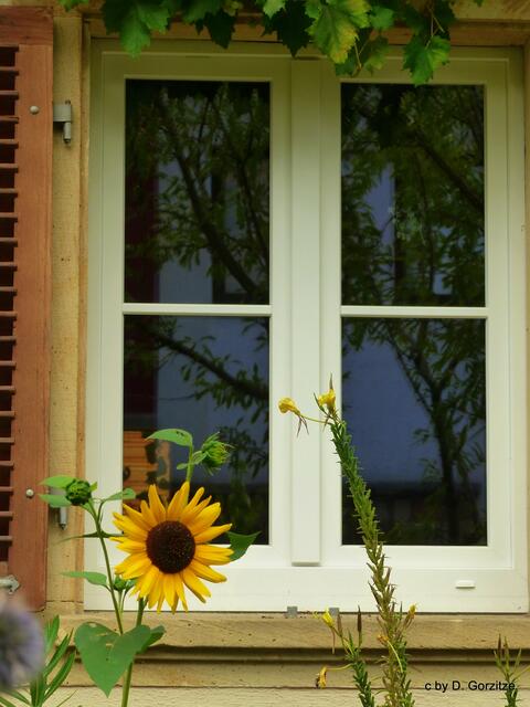 Blumenfenster