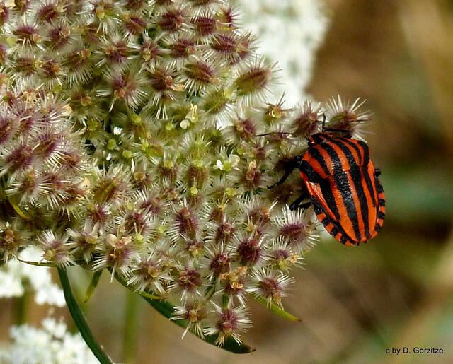 Europäische Streifenwanze