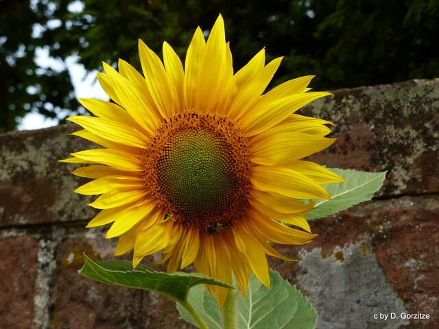 Sonnenblume