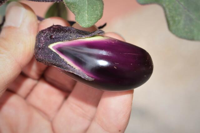 Frucht einer Aubergine