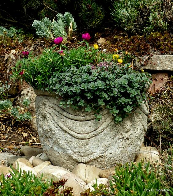 Sukkulenten im Vorgarten