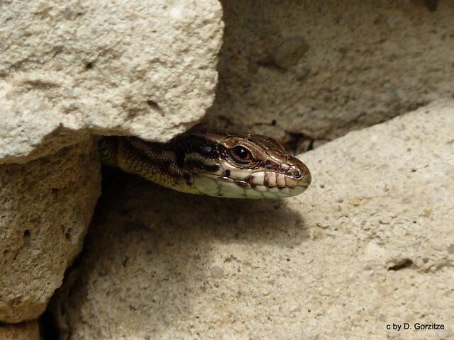 Ich habe dich im Blick !