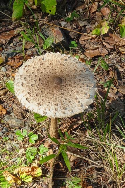 Pilz am Wegesrand (Antoinetteneg)