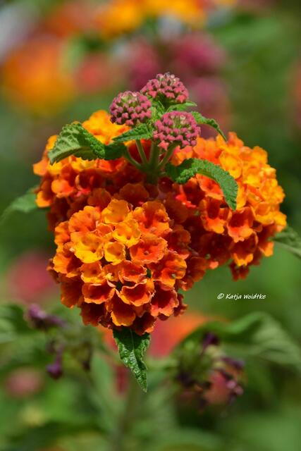 Himmlisches Herrenhausen - Wandelröschen (Lantana camara) "Herrenhausen" (Foto: Katja Woidtke) | Foto: Katja Woidtke