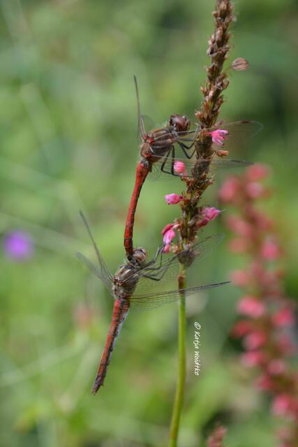 Himmlisches Herrenhausen - Paarung bei den Gemeinen Heidelibellen (Sympetrum vulgatum) (Foto: Katja Woidtke) | Foto: Katja Woidtke