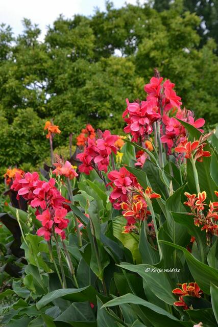 Himmlisches Herrenhausen - Indisches Blumenrohr (Canna indica) (Foto: Katja Woidtke) | Foto: Katja Woidtke