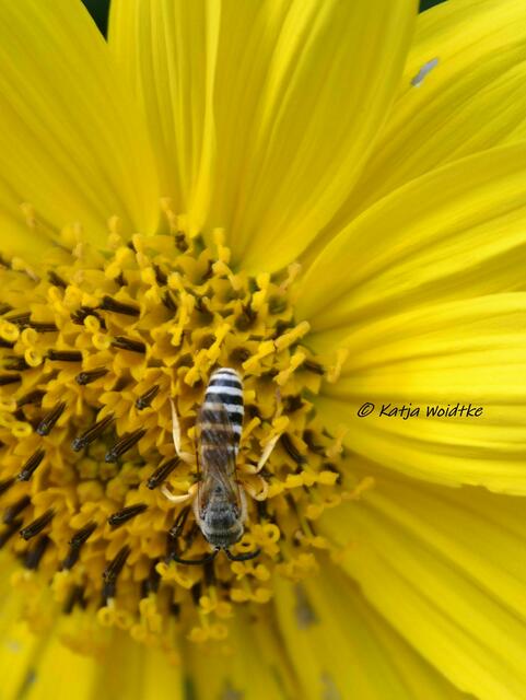 Himmlisches Herrenhausen - Wildbiene auf Helianthus x multiflorus "Capenoch Star" (Foto: Katja Woidtke) | Foto: Katja Woidtke