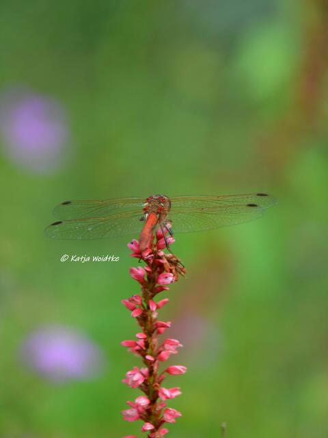 Himmlisches Herrenhausen - Heidelibelle (Sympetrum) (Foto: Katja Woidtke) | Foto: Katja Woidtke