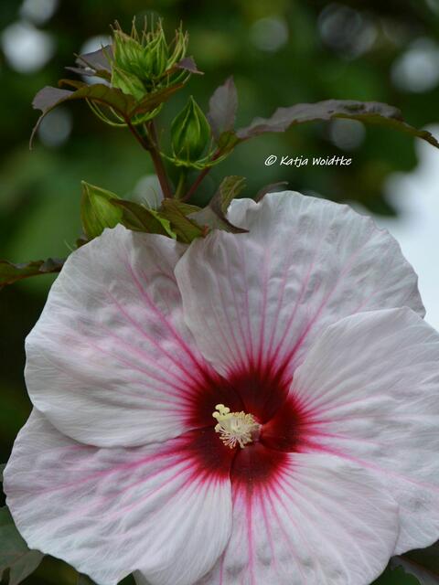 Himmlisches Herrenhausen - Staudenhibiskus (Hibiscus moscheutos) "Kopper King" (Foto: Katja Woidtke) | Foto: Katja Woidtke