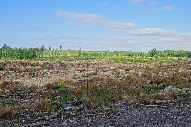 hier standen noch vor wenigen Fichtenwälder