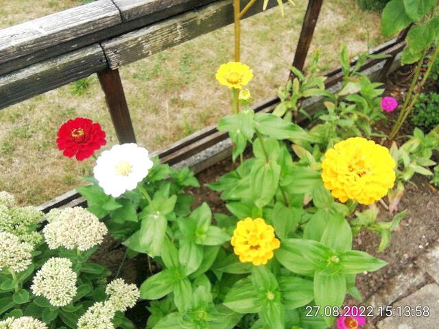 28.8.2022 !!! Gartenschau - Sonntagsbilder 2022 !!!   Temperaturen: Früh 6:11 16,3 Grad / 11:25h 21° / 13:16 h 26, 9° plus