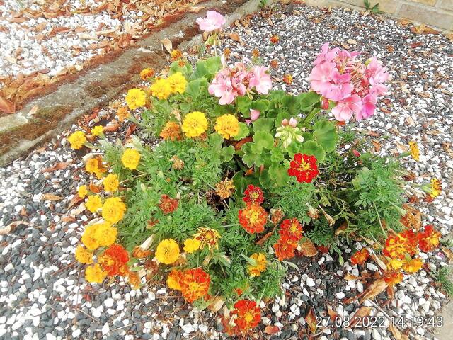 28.8.2022 !!! Gartenschau - Sonntagsbilder 2022 !!!   Temperaturen: Früh 6:11 16,3 Grad / 11:25h 21° / 13:16 h 26, 9° plus