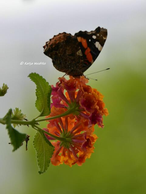 Himmlisches Herrenhausen - Admiral (Vanessa atalanta) auf den Blüten eines Wandelröschens (Lantana) (Foto: Katja Woidtke) | Foto: Katja Woidtke