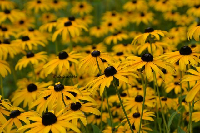 Himmlisches Herrenhausen - ein gelbes Meer aus Sonnenhüten (Rudbeckia fulgida) (Foto: Katja Woidtke) | Foto: Katja Woidtke