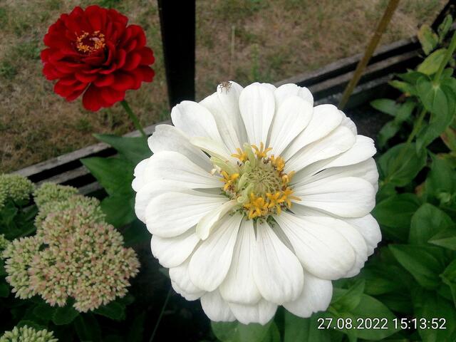 28.8.2022 !!! Gartenschau - Sonntagsbilder 2022 !!!   Temperaturen: Früh 6:11 16,3 Grad / 11:25h 21° / 13:16 h 26, 9° plus