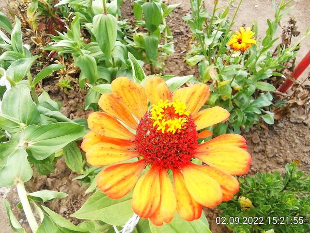 Zinnien - 4.9.2022 !!! Gartenschau - Sonntagsbilder 2022 !!!   Temperaturen: Früh 6:15 14,3 Grad / 11:29h 18,2° / 13:16 h 25,9° plus