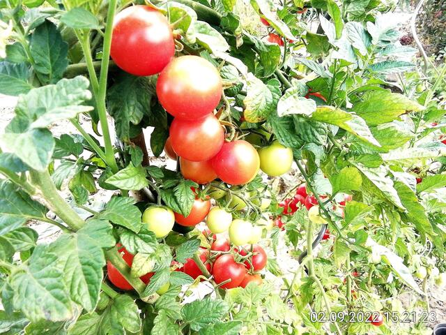Tomaten werden nicht alle - 4.9.2022 !!! Gartenschau - Sonntagsbilder 2022 !!!   Temperaturen: Früh 6:15 14,3 Grad / 11:29h 18,2° / 13:16 h 25,9° plus