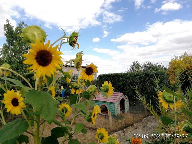Schöne Wolken - 4.9.2022 !!! Gartenschau - Sonntagsbilder 2022 !!!   Temperaturen: Früh 6:15 14,3 Grad / 11:29h 18,2° / 13:16 h 25,9° plus
