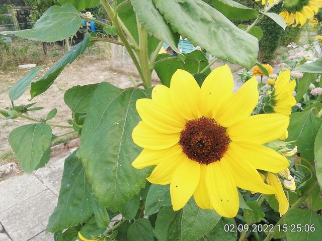 4.9.2022 !!! Gartenschau - Sonntagsbilder 2022 !!!   Temperaturen: Früh 6:15 14,3 Grad / 11:29h 18,2° / 13:16 h 25,9° plus