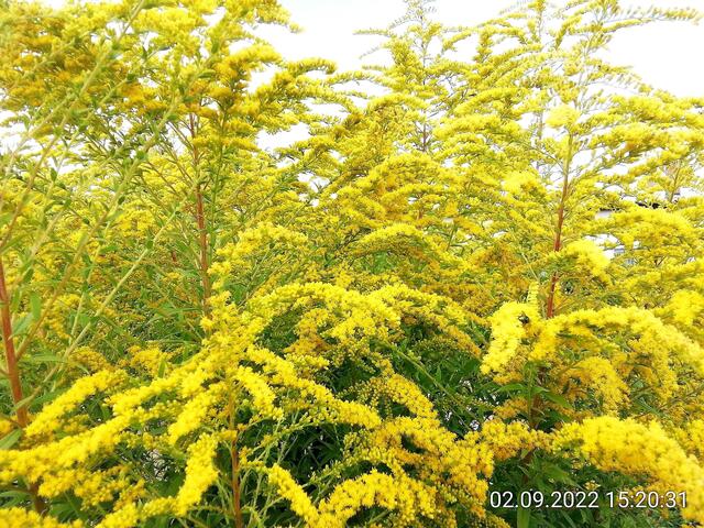 Goldrute - 4.9.2022 !!! Gartenschau - Sonntagsbilder 2022 !!!   Temperaturen: Früh 6:15 14,3 Grad / 11:29h 18,2° / 13:16 h 25,9° plus