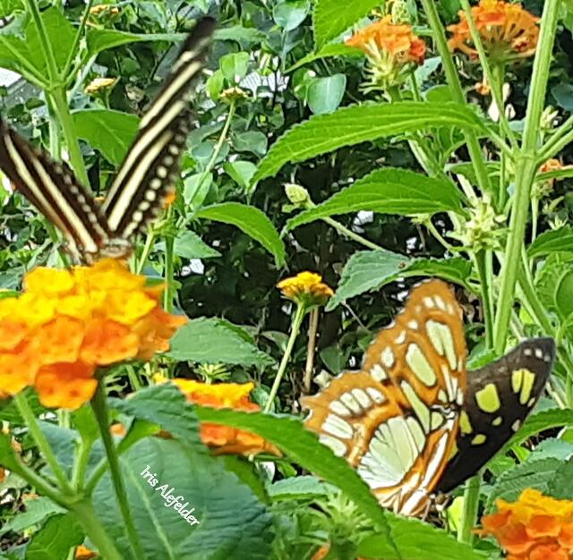 Mit Zebrafalter.