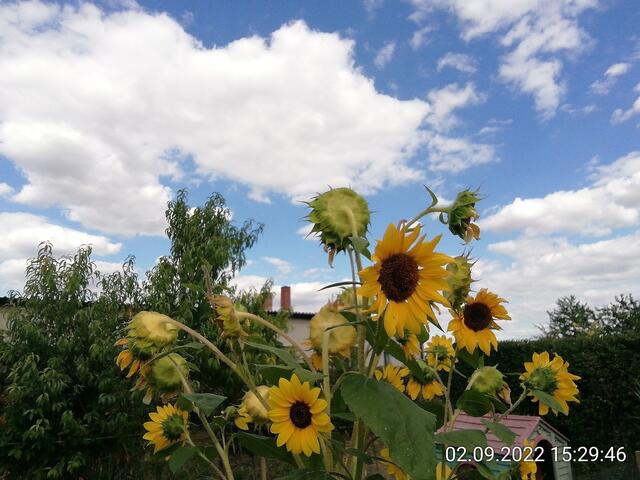 Sonnenblumen - - 4.9.2022 !!! Gartenschau - Sonntagsbilder 2022 !!!   Temperaturen: Früh 6:15 14,3 Grad / 11:29h 18,2° / 13:16 h 25,9° plus