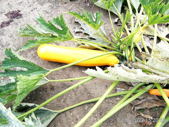 Zucchini - 4.9.2022 !!! Gartenschau - Sonntagsbilder 2022 !!!   Temperaturen: Früh 6:15 14,3 Grad / 11:29h 18,2° / 13:16 h 25,9° plus