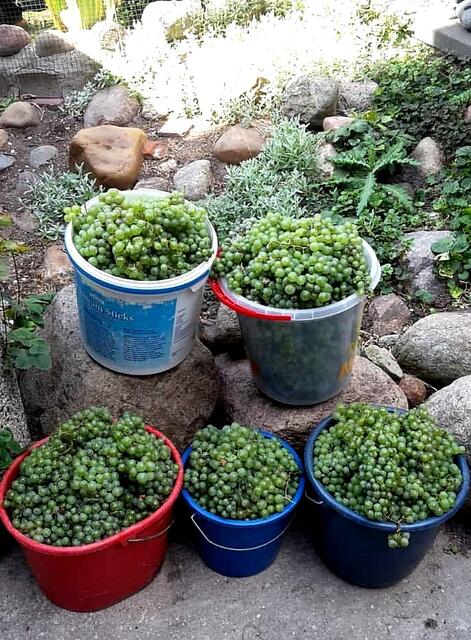 Weinlese meiner Tochter - 4.9.2022 !!! Gartenschau - Sonntagsbilder 2022 !!!   Temperaturen: Früh 6:15 14,3 Grad / 11:29h 18,2° / 13:16 h 25,9° plus