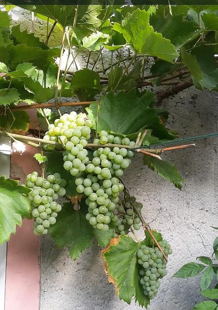Es ist noch genug da zum naschen - 4.9.2022 !!! Gartenschau - Sonntagsbilder 2022 !!!   Temperaturen: Früh 6:15 14,3 Grad / 11:29h 18,2° / 13:16 h 25,9° plus