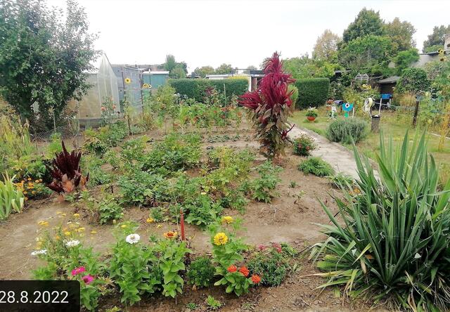 28.8.2022 !!! Gartenschau - Sonntagsbilder 2022 !!! Temperaturen: Früh 6:11 16,3 Grad / 11:25h 21° / 13:16 h 26, 9° plus | Foto: MW-FotoNebra