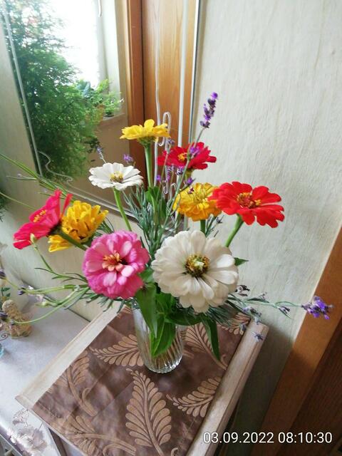 Zinnien Strauß mit Lavendel - 4.9.2022 !!! Gartenschau - Sonntagsbilder 2022 !!!   Temperaturen: Früh 6:15 14,3 Grad / 11:29h 18,2° / 13:16 h 25,9° plus
