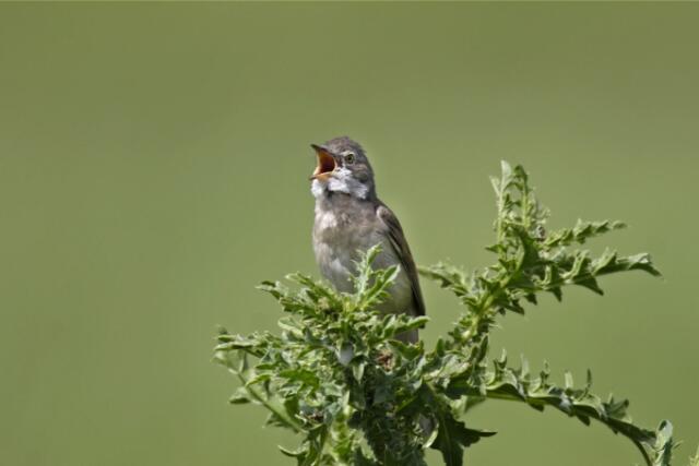 Dorngrasmuecke, Sylvia communis, common whitethroat | Foto: Marcus Bosch
