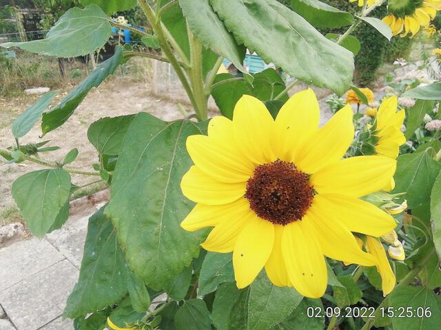 Sonnenblume - 11.9.2022 !!! Gartenschau - Sonntagsbilder 2022 !!!  Temperaturen: Früh 6:15 14,3 Grad / 11:29h 18,2° / 13:16 h 23,9° plus