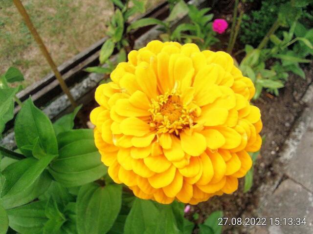 Zinnien - 11.9.2022 !!! Gartenschau - Sonntagsbilder 2022 !!!  Temperaturen: Früh 6:15 14,3 Grad / 11:29h 18,2° / 13:16 h 23,9° plus