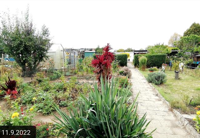 11.9.2022 !!! Gartenschau - Sonntagsbilder 2022 !!! Temperaturen: Früh 6:15 14,3 Grad / 11:29h 18,2° / 13:16 h 25,9° plus | Foto: MW-FotoNebra