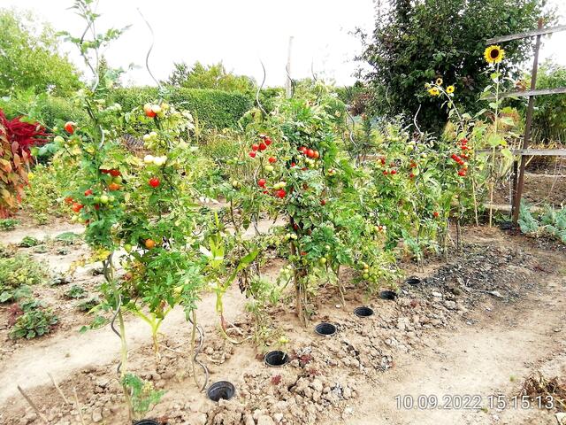 Tomaten werden alle - 11.9.2022 !!! Gartenschau - Sonntagsbilder 2022 !!!  Temperaturen: Früh 6:15 14,3 Grad / 11:29h 18,2° / 13:16 h 23,9° plus