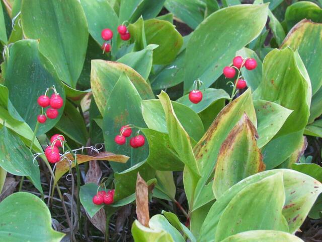 Unsere Maiglöckchen vom August bis in den Winter hinein