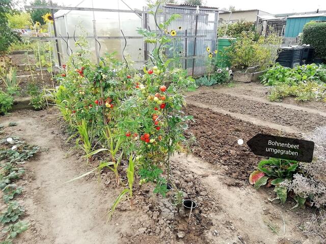 Bohnenbeet umgegraben - 18.9.2022 !!! Gartenschau - Sonntagsbilder 2022 !!!  Temperaturen: Früh 6:03 18,3 Grad / 11:19h 11,2° / 13:36 h 13,9° plus