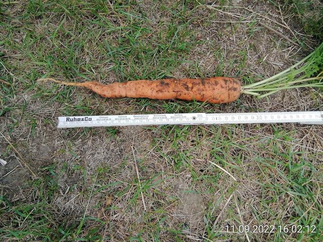 30cm lang - 18.9.2022 !!! Gartenschau - Sonntagsbilder 2022 !!!  Temperaturen: Früh 6:03 18,3 Grad / 11:19h 11,2° / 13:36 h 13,9° plus