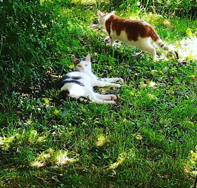 Vito und Vince (Pflegestelle)