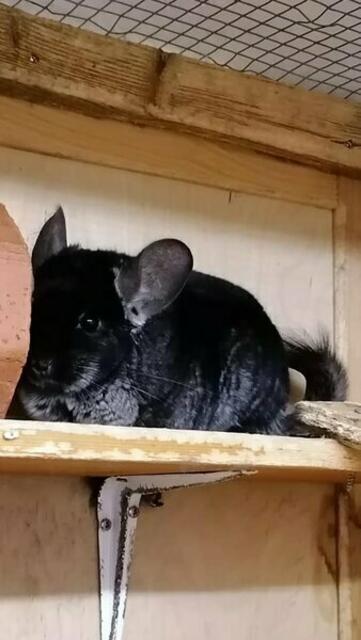 Kleine Perle (Pflegestelle)