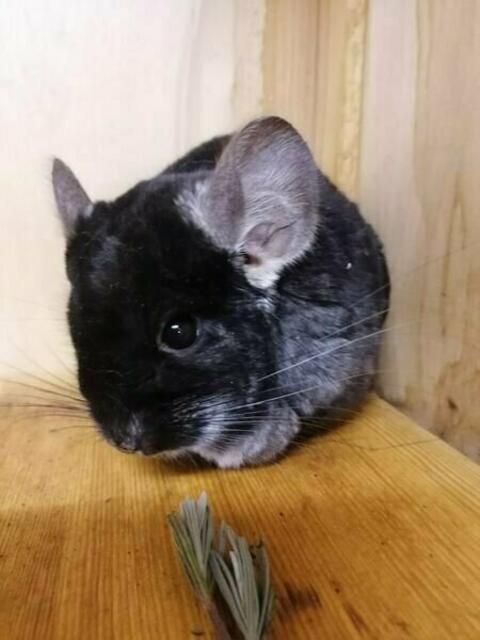 Kleine Perle (Pflegestelle)