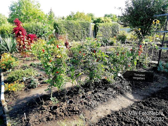 Tomaten vergattert - 18.9.2022 !!! Gartenschau - Sonntagsbilder 2022 !!!  Temperaturen: Früh 6:03 18,3 Grad / 11:19h 11,2° / 13:36 h 13,9° plus