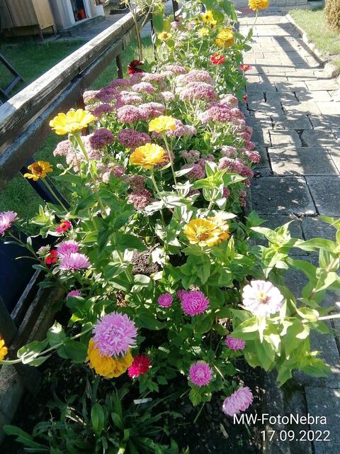 Blumenbeet (5) - 18.9.2022 !!! Gartenschau - Sonntagsbilder 2022 !!!  Temperaturen: Früh 6:03 18,3 Grad / 11:19h 11,2° / 13:36 h 13,9° plus