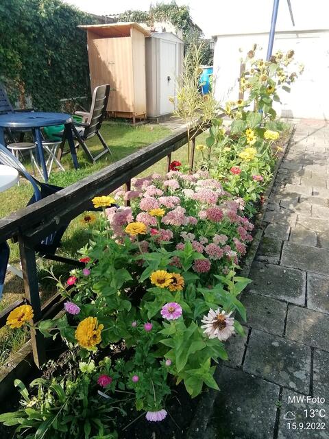 Blumenbeet (2) - 18.9.2022 !!! Gartenschau - Sonntagsbilder 2022 !!!  Temperaturen: Früh 6:03 18,3 Grad / 11:19h 11,2° / 13:36 h 13,9° plus