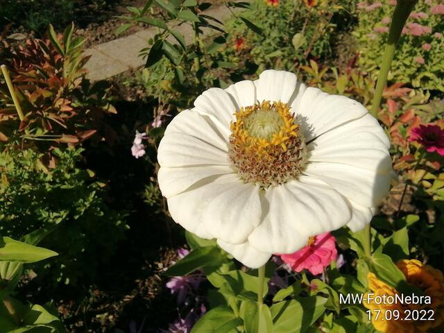 Zinnien (4) - 18.9.2022 !!! Gartenschau - Sonntagsbilder 2022 !!!  Temperaturen: Früh 6:03 18,3 Grad / 11:19h 11,2° / 13:36 h 13,9° plus