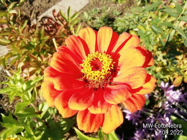 Zinnien (2) - 18.9.2022 !!! Gartenschau - Sonntagsbilder 2022 !!!  Temperaturen: Früh 6:03 18,3 Grad / 11:19h 11,2° / 13:36 h 13,9° plus