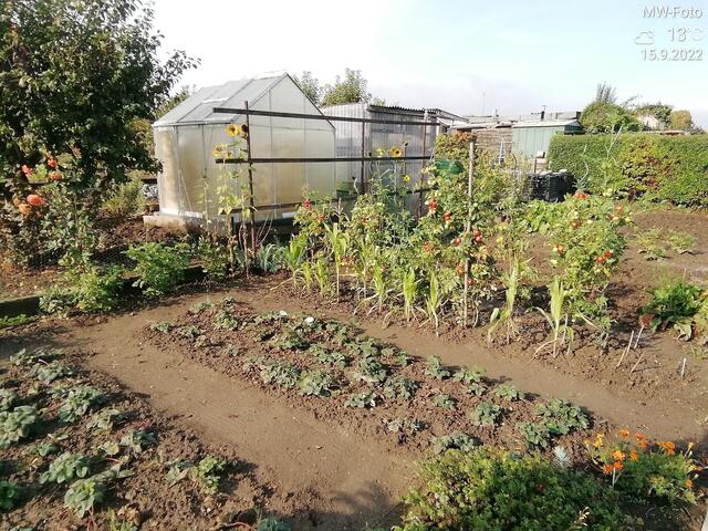 Erdbeeren und Tomaten - 18.9.2022 !!! Gartenschau - Sonntagsbilder 2022 !!!  Temperaturen: Früh 6:03 18,3 Grad / 11:19h 11,2° / 13:36 h 13,9° plus